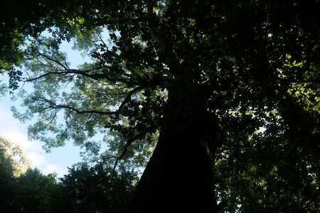 Forêt_Marly, DSCF6672