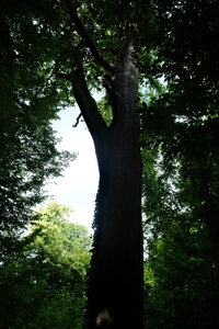 Forêt_Marly, DSCF6673