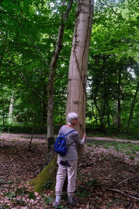 Forêt_Marly, DSCF6675