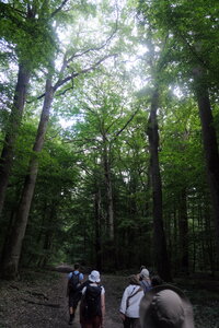 Forêt_Marly, DSCF6676