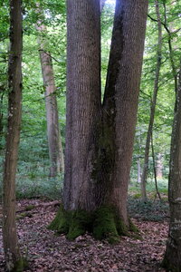 Forêt_Marly, DSCF6677