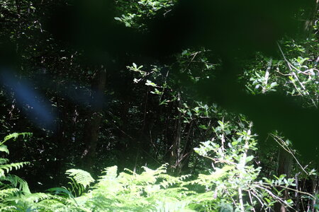 Forêt_Marly, DSCF6678