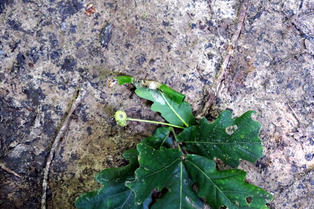 Forêt_Marly, DSCF6681