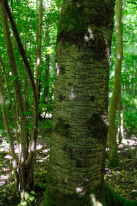 Forêt_Marly, DSCF6682