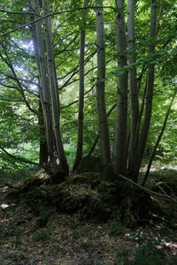 Forêt_Marly, DSCF6683