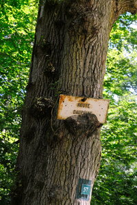 Forêt_Marly, DSCF6684
