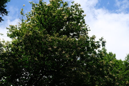 Forêt_Marly, DSCF6685