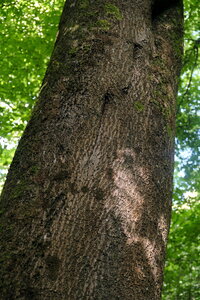 Forêt_Marly, DSCF6686