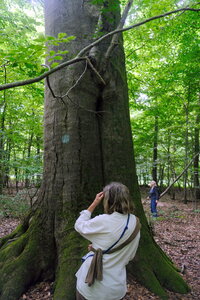 Forêt_Marly, DSCF6687