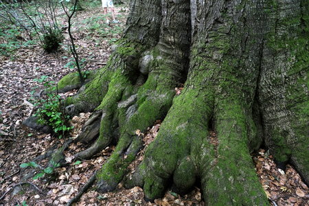 Forêt_Marly, DSCF6689