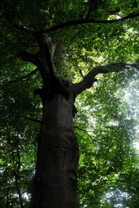 Forêt_Marly, DSCF6690