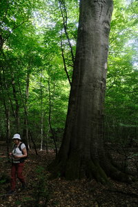 Forêt_Marly, DSCF6691