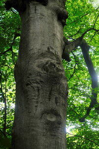 Forêt_Marly, DSCF6692