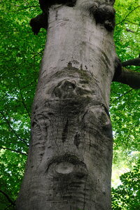 Forêt_Marly, DSCF6693