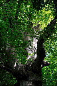 Forêt_Marly, DSCF6694