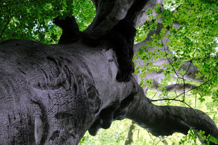 Forêt_Marly, DSCF6695