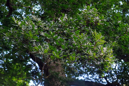Forêt_Marly, DSCF6696