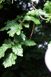 Forêt_Marly, DSCF6697