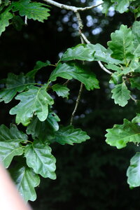 Forêt_Marly, DSCF6698