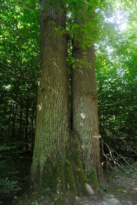 Forêt_Marly, DSCF6700