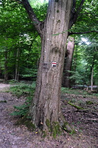 Forêt_Marly, DSCF6701