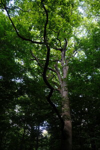 Forêt_Marly, DSCF6702