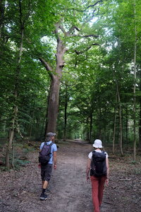 Forêt_Marly, DSCF6703