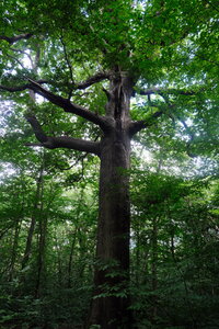 Forêt_Marly, DSCF6705