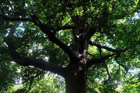 Forêt_Marly, DSCF6706