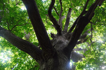 Forêt_Marly, DSCF6707