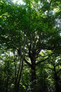 Forêt_Marly, DSCF6709