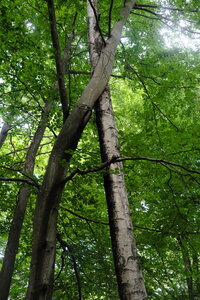 Forêt_Marly, DSCF6710