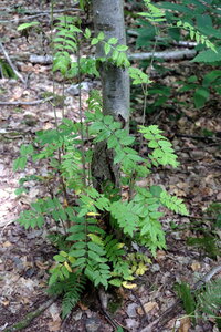 Forêt_Marly, DSCF6711