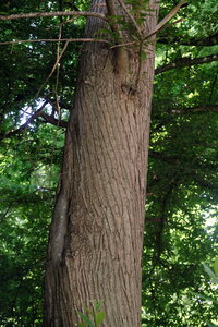 Forêt_Marly, DSCF6712