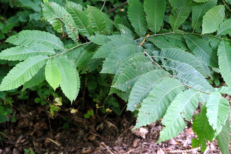 Forêt_Marly, DSCF6713