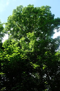 Forêt_Marly, DSCF6714