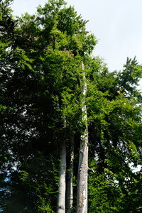 Forêt_Marly, DSCF6715