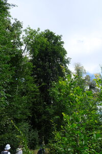 Forêt_Marly, DSCF6717
