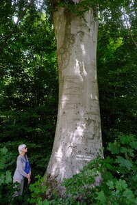Forêt_Marly, DSCF6718