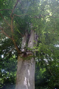 Forêt_Marly, DSCF6719
