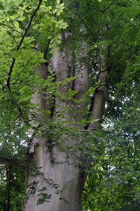 Forêt_Marly, DSCF6720