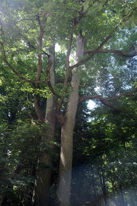 Forêt_Marly, DSCF6721