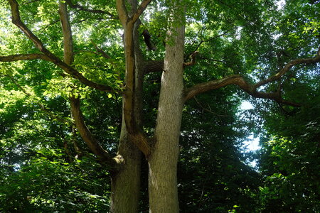 Forêt_Marly, DSCF6722