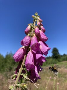 En Morvan, IMG_6402