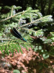 En Morvan, IMG_6377