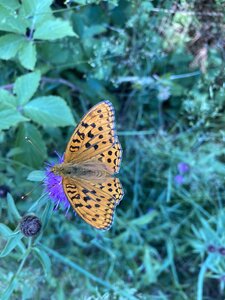 En Morvan, IMG_6416