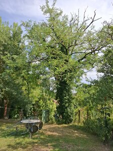 Belair, 20250704_163959
