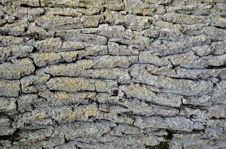 motifs, _DSC4081_m