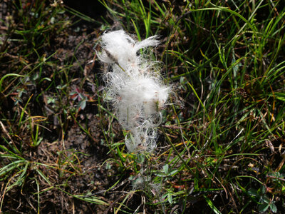 faune et flore Vigra 2025, Linaigrette à feuilles étroites