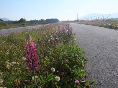 faune et flore Vigra 2025, Lupin
